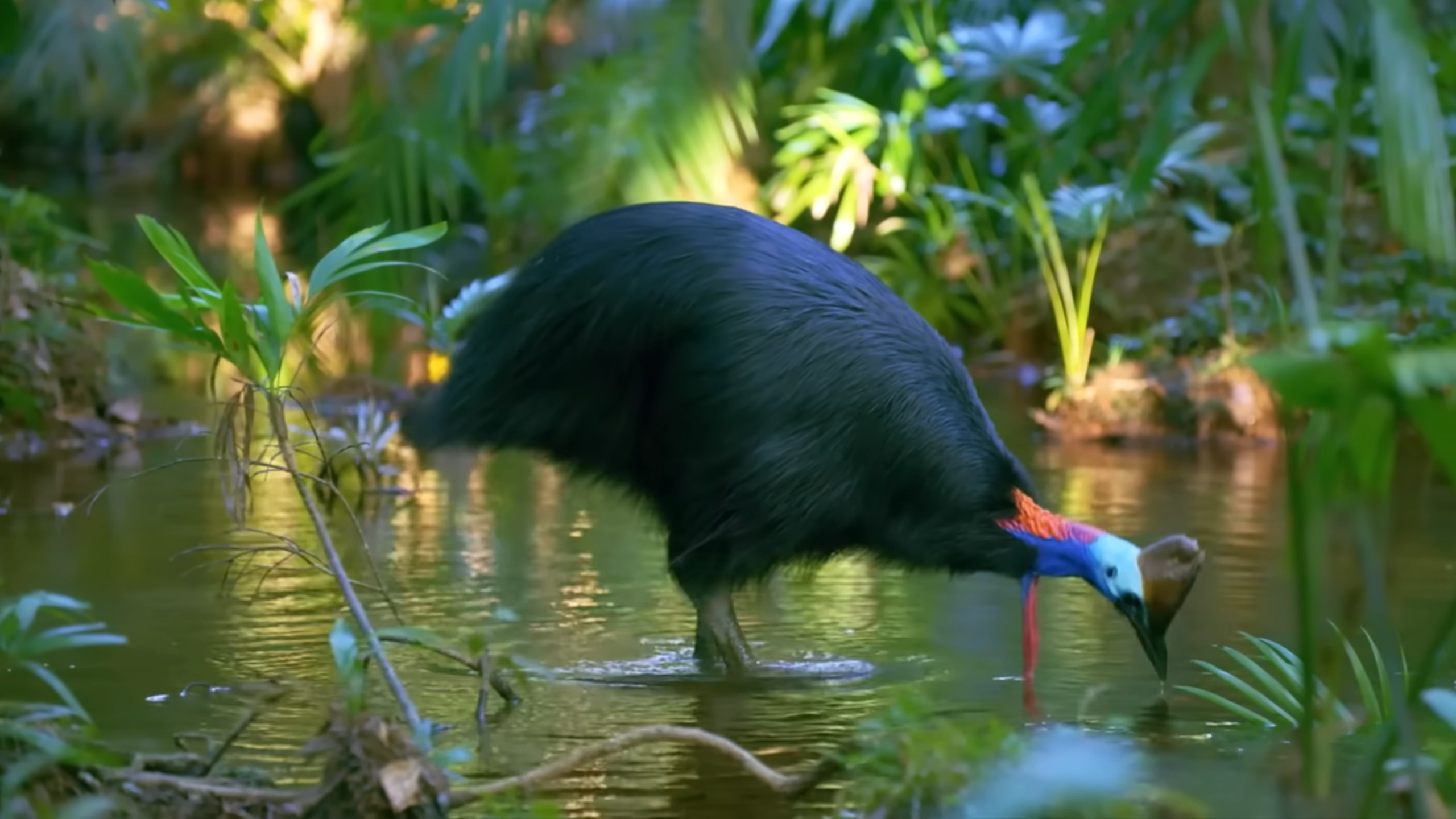 Man kept this strange bird as a pet - until it killed him