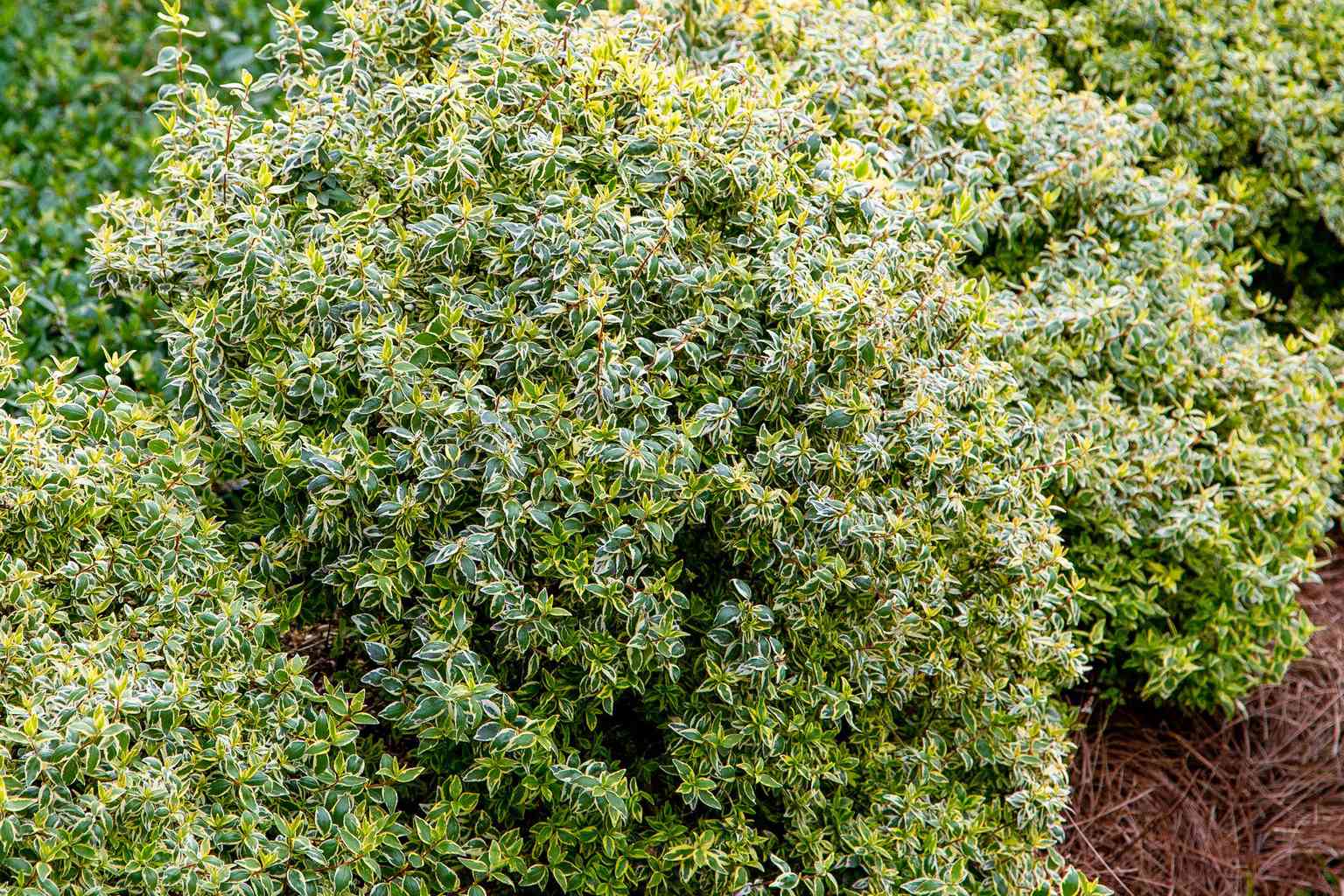 If you're tired of deer damage, plant this easygoing shrub