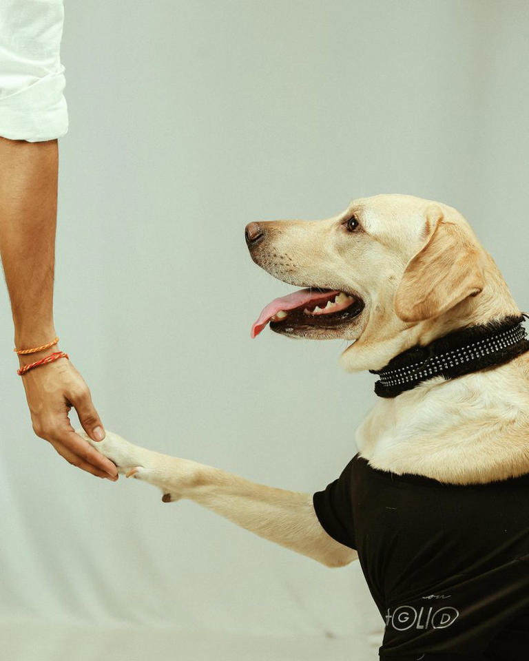 14 signs your dog trusts you more than anyone else