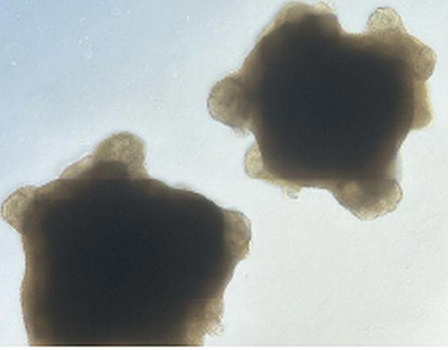 Scientists grew mini brains, then trained them to solve an engineering ...