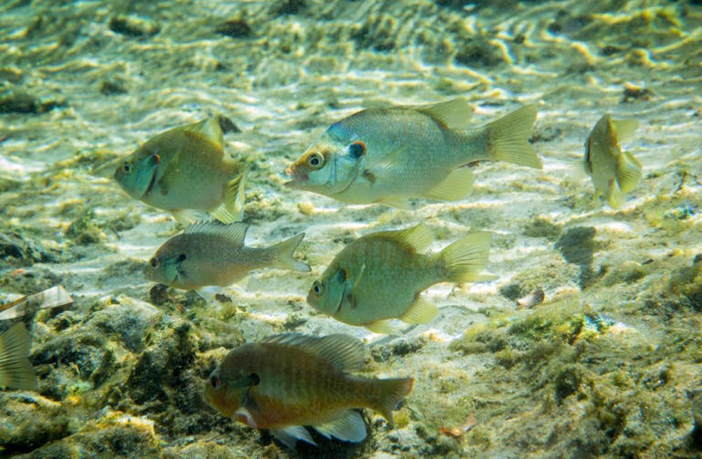 Late winter fishing offers action and table fare