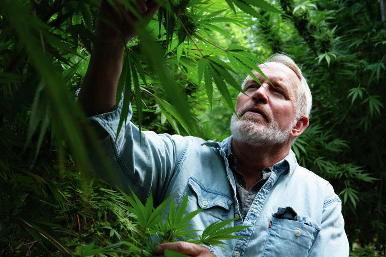 Hunting for the world's most mythical cannabis: Big Sur Holy Weed