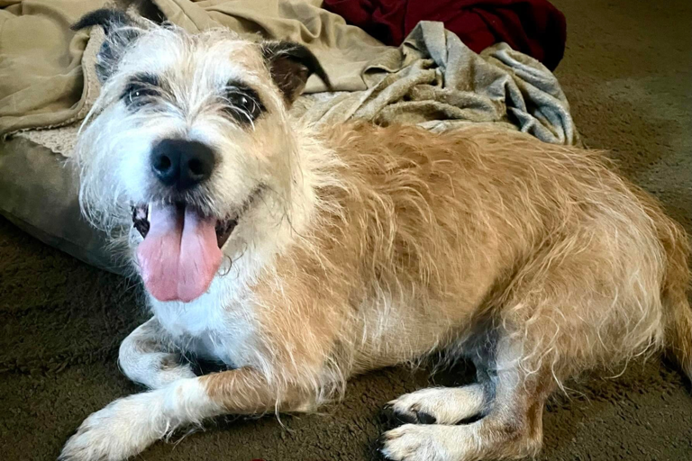 Dog owner orders DNA test—not prepared for what the results reveal: “How”