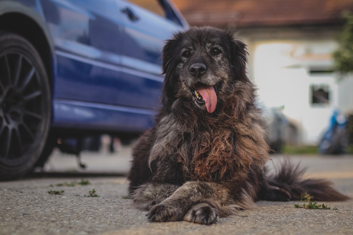 7 reasons dogs cross their paws, according to a trainer
