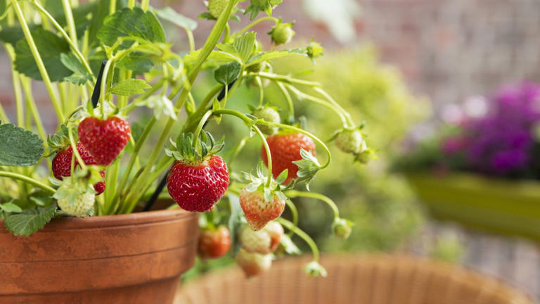 You can grow berries in containers in small spaces – here are the 5 ...