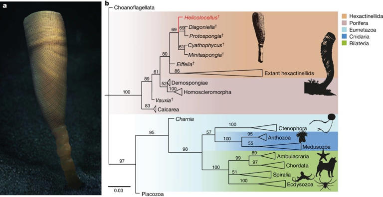 Buried deep in China, this weird ancient sponge closes a 160-million ...