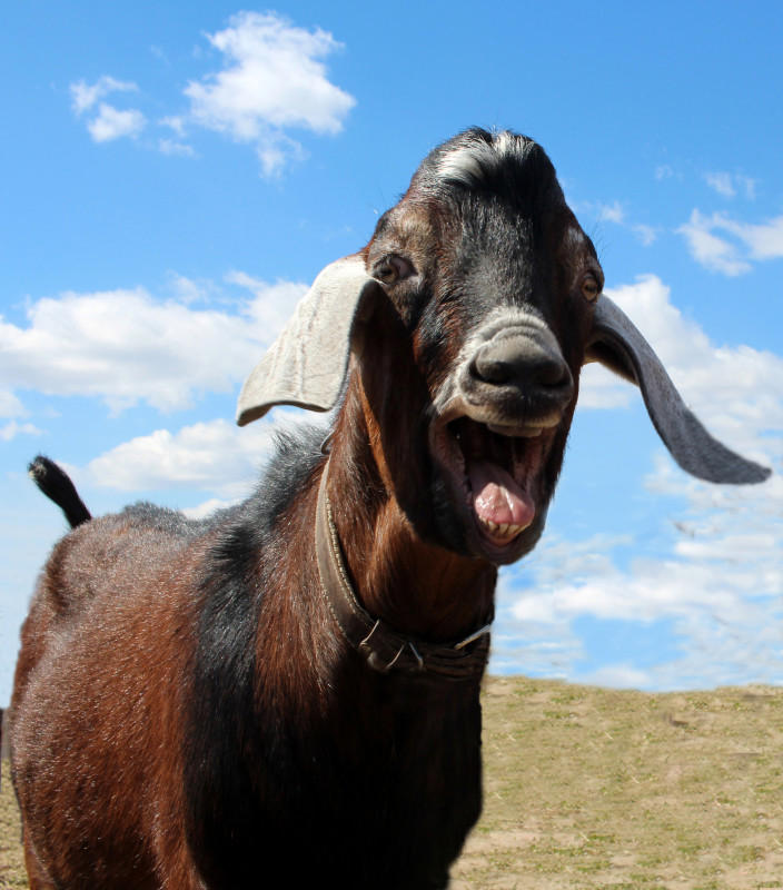Watch a Nubian goat hilariously scream for help in this viral video