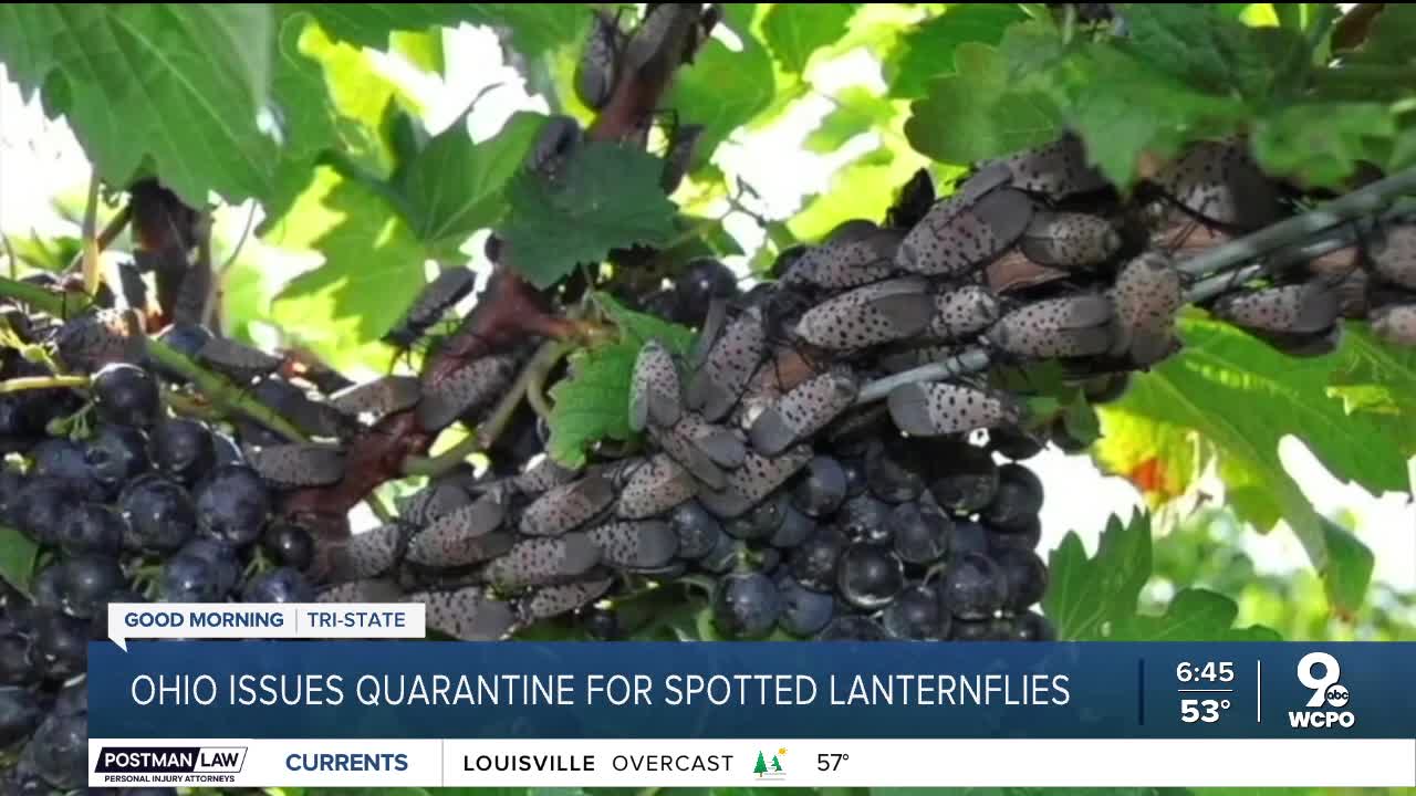 Ohio is now under a statewide quarantine for the invasive spotted ...