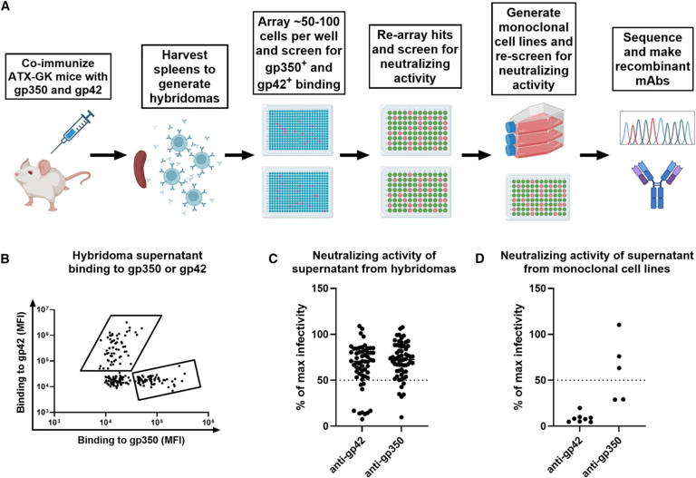 First-of-its-kind antibody blocks Epstein Barr virus - carried by 95% ...