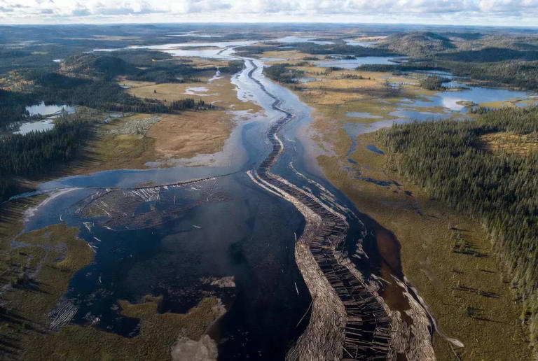 the-world-s-largest-beaver-dam-is-visible-from-space-and-it-shows-how
