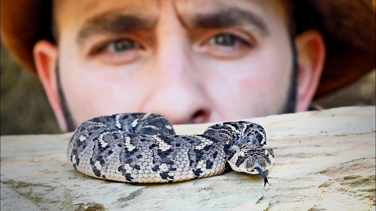 Africa’s stealth predator: The puff adder