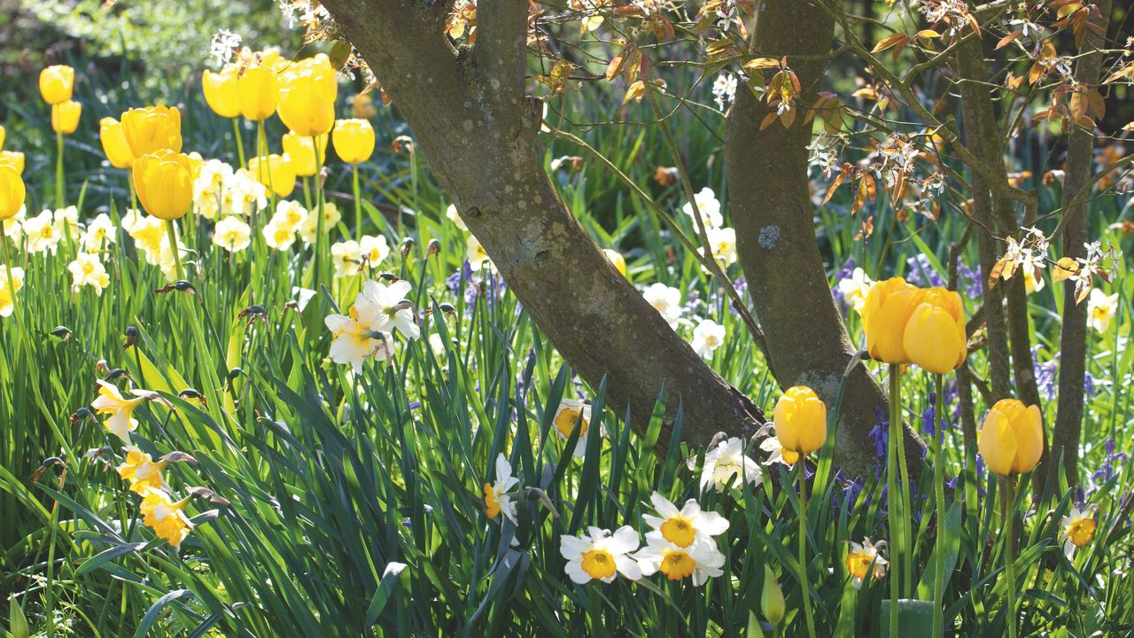 The RHS is urging gardeners to check their gardens for a rare pink ...