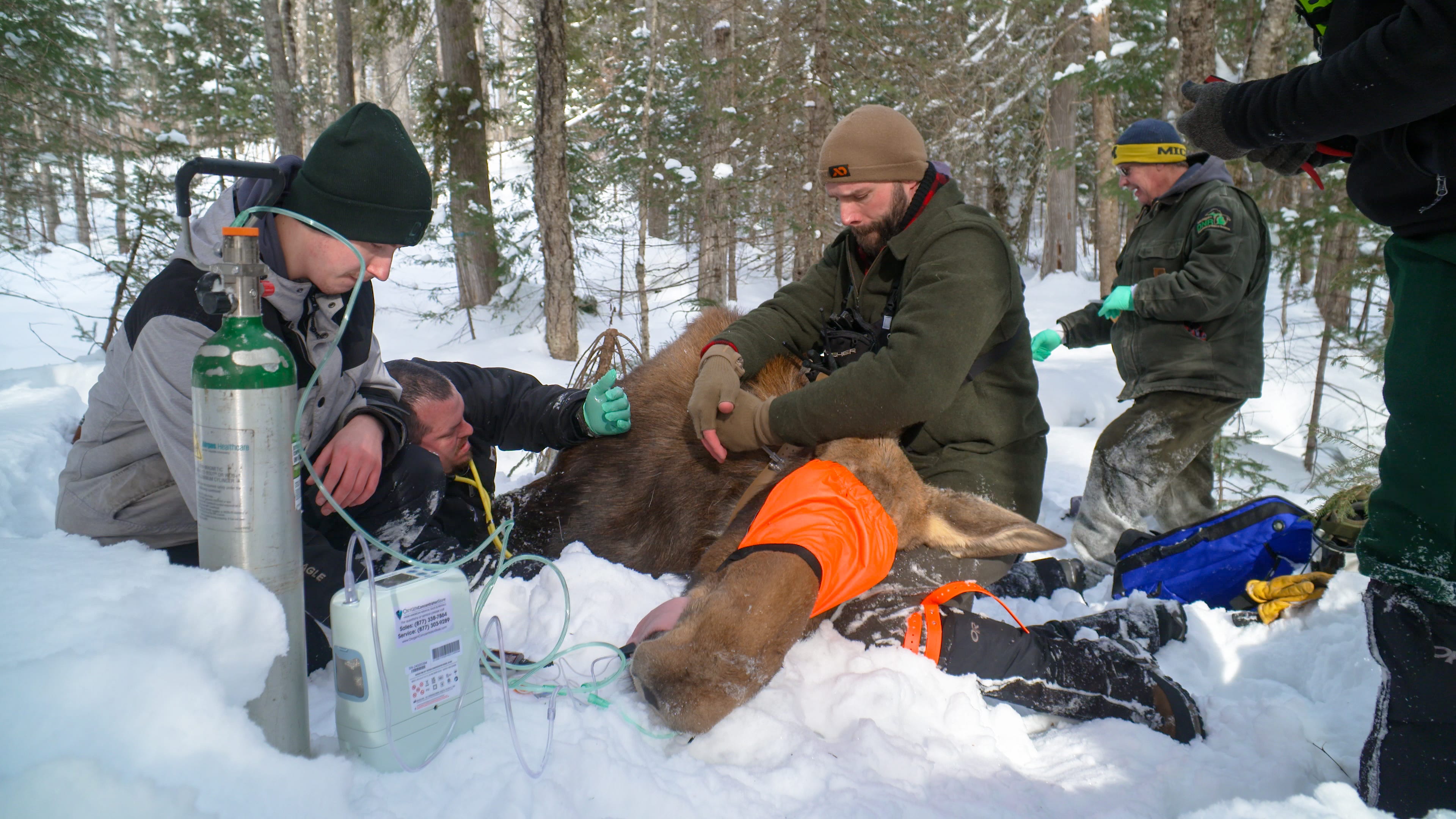 See DNR work to better understand Michigan's stagnant moose population