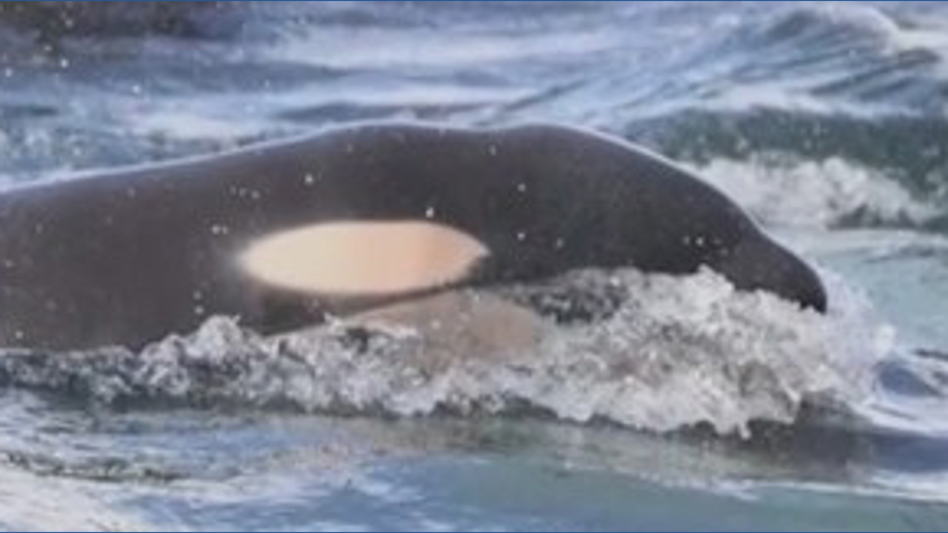 New orca calf spotted with L pod