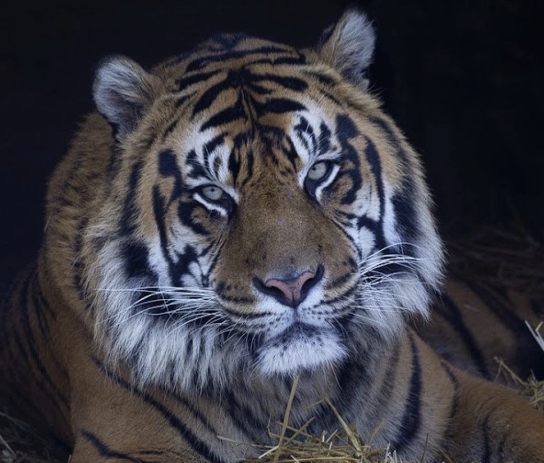 Ailing Toronto Zoo endangered tiger euthanized: 'The compassionate ...