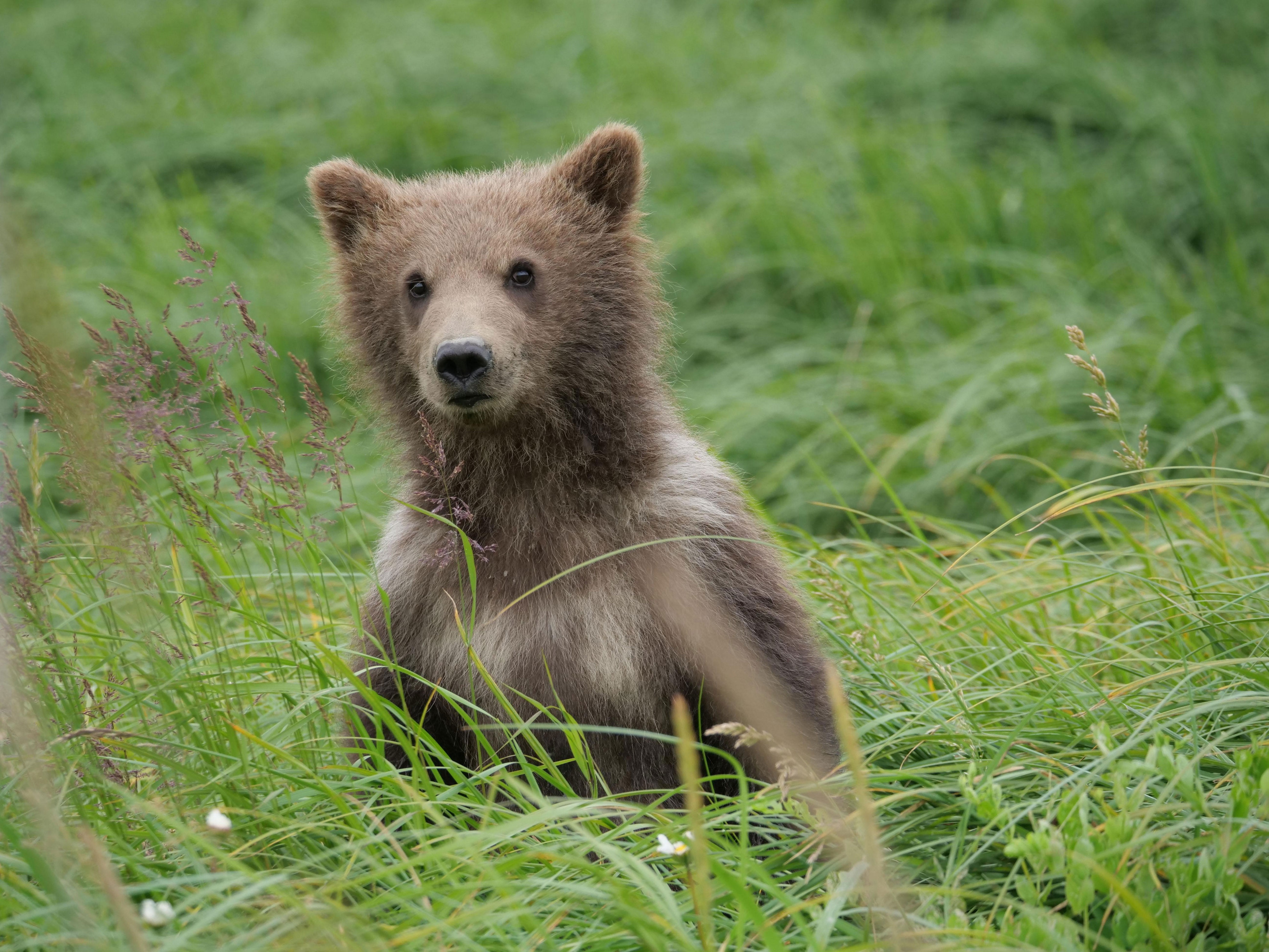 How do researchers identify individual bears in the wild? They could ...