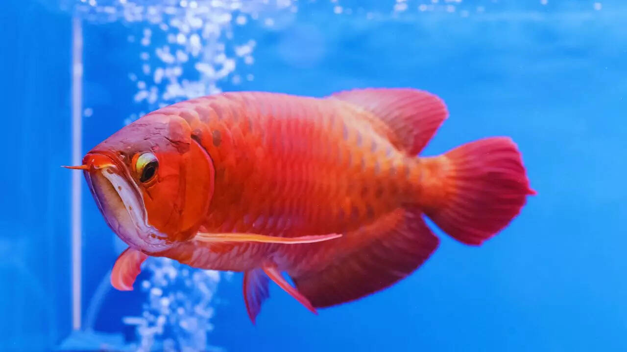 5 Vastu-approved fish to keep in your home aquarium for luck and prosperity