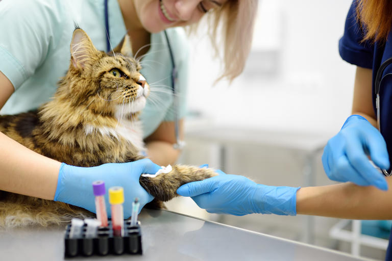 Scientists studied 500 cats—what they learnt could help treat cancer