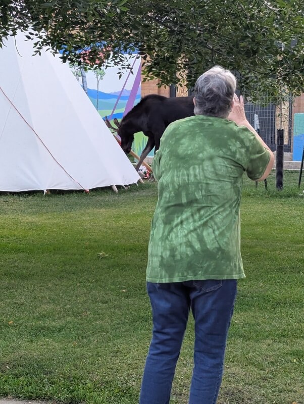 Onlooker captures photos of tourists' reckless behavior near large wild ...
