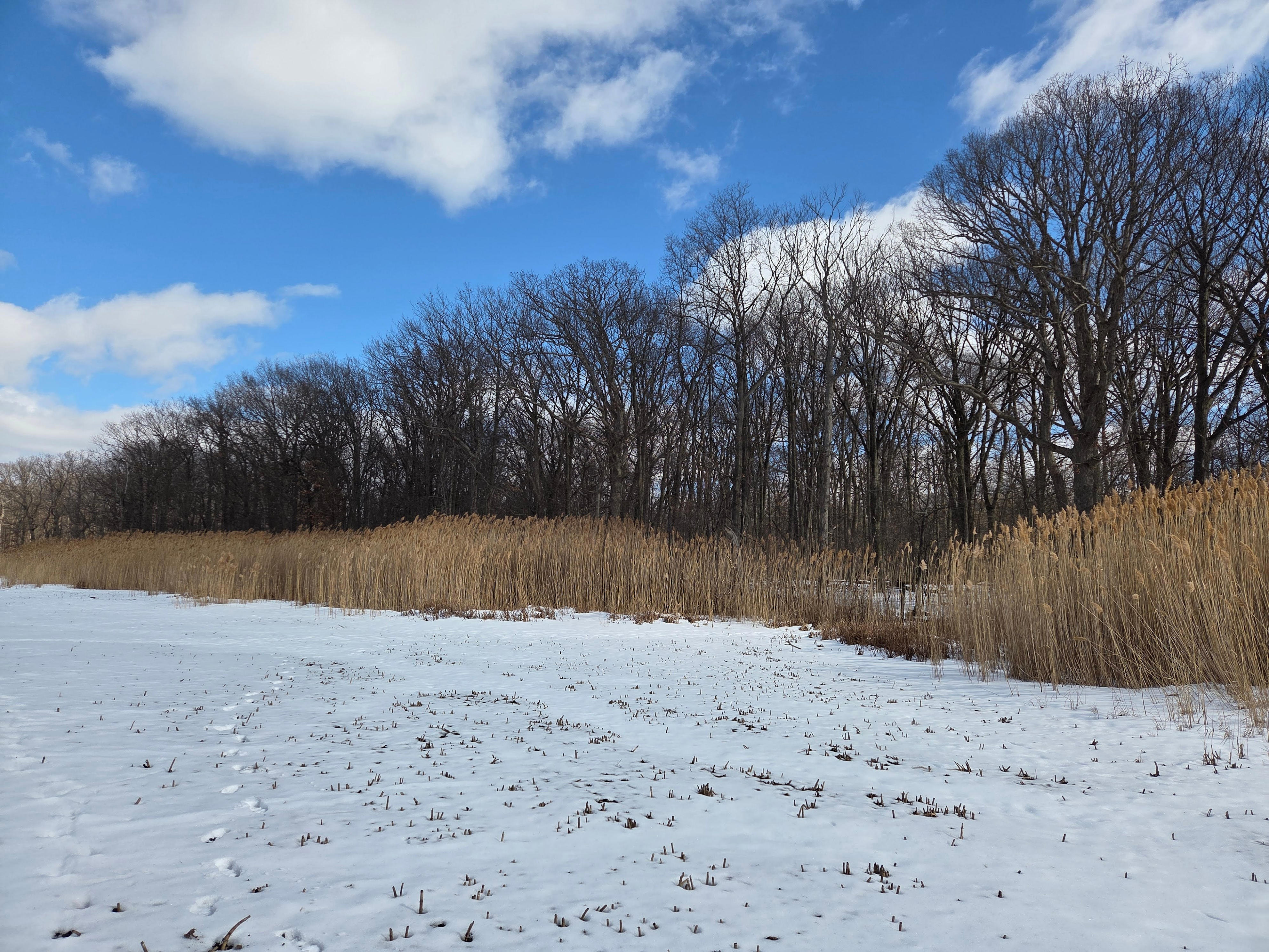 Grosse Ile habitat permanently protected through resident's donation