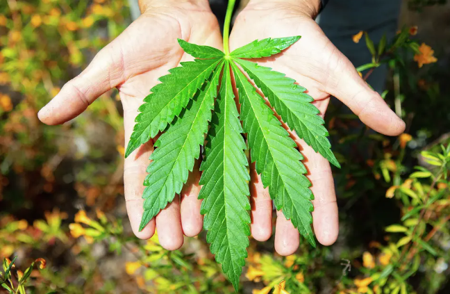 Hunting for the world's most mythical cannabis: Big Sur Holy Weed