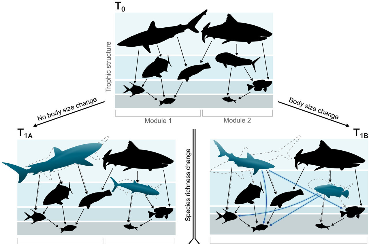 Global study finds smaller fish and shifting food webs despite stable ...