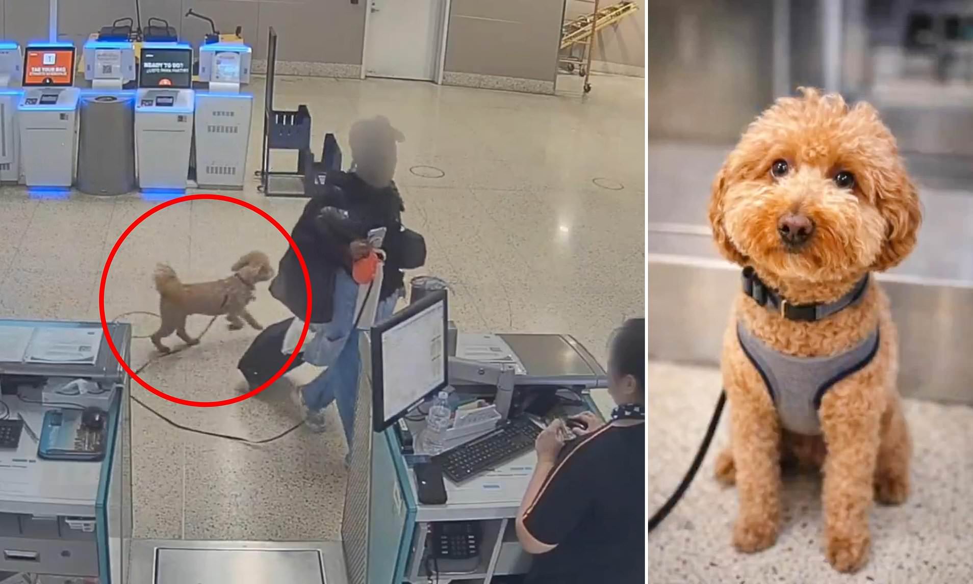 Woman arrested for abandoning puppy at Vegas airport because she couldn ...