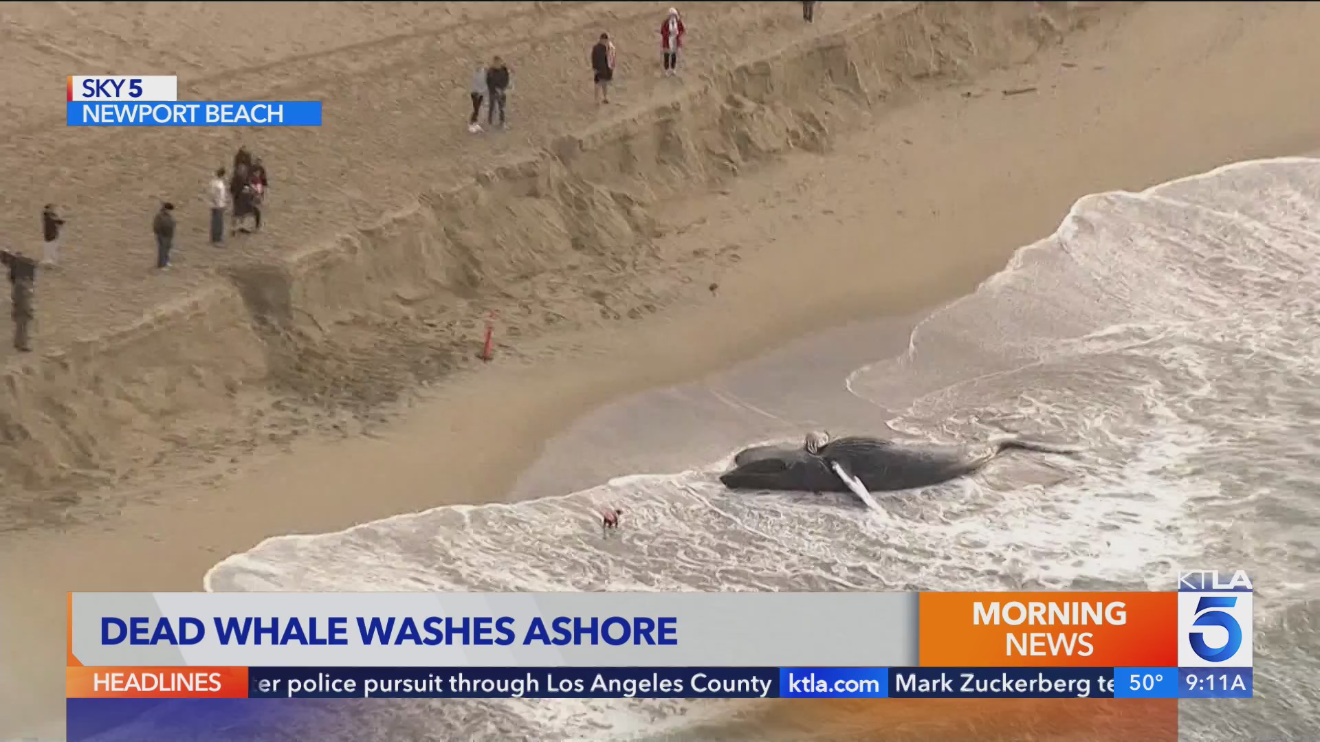 dead-whale-washes-ashore-in-newport-beach