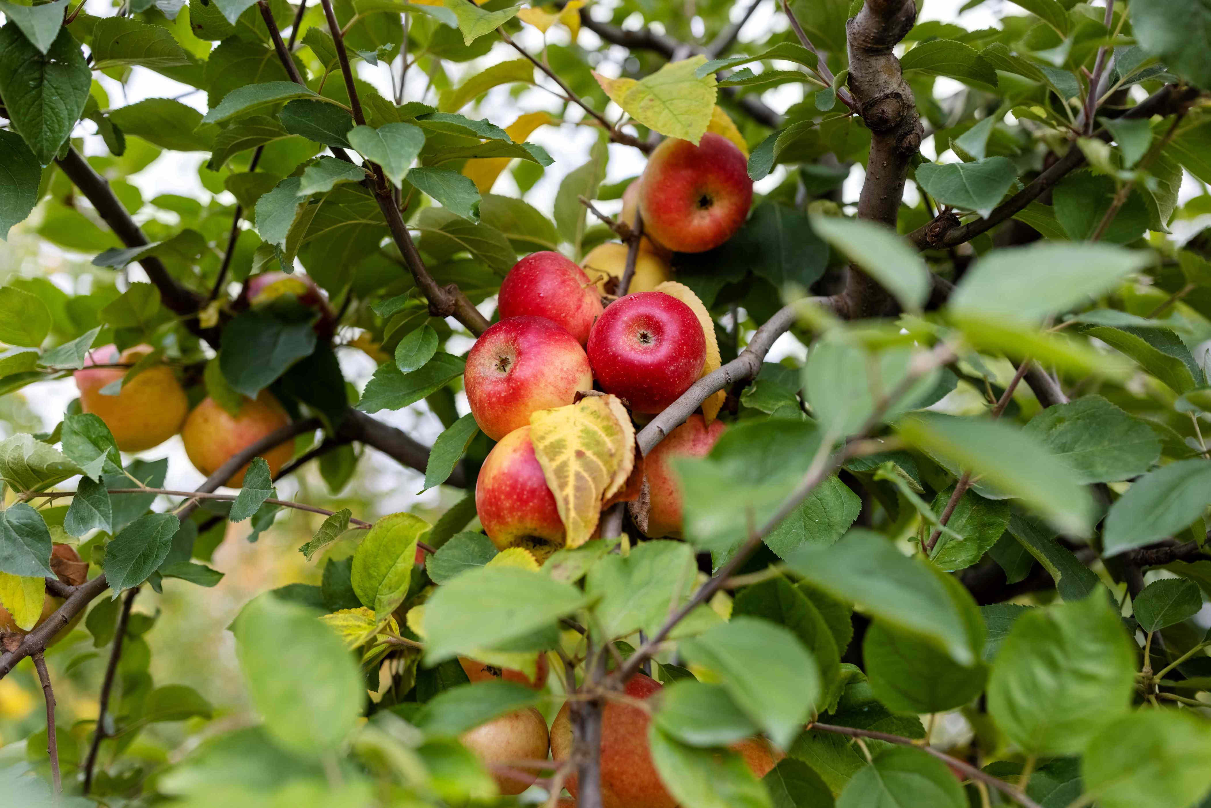 How to prune your fruit trees in winter for a bigger spring harvest ...