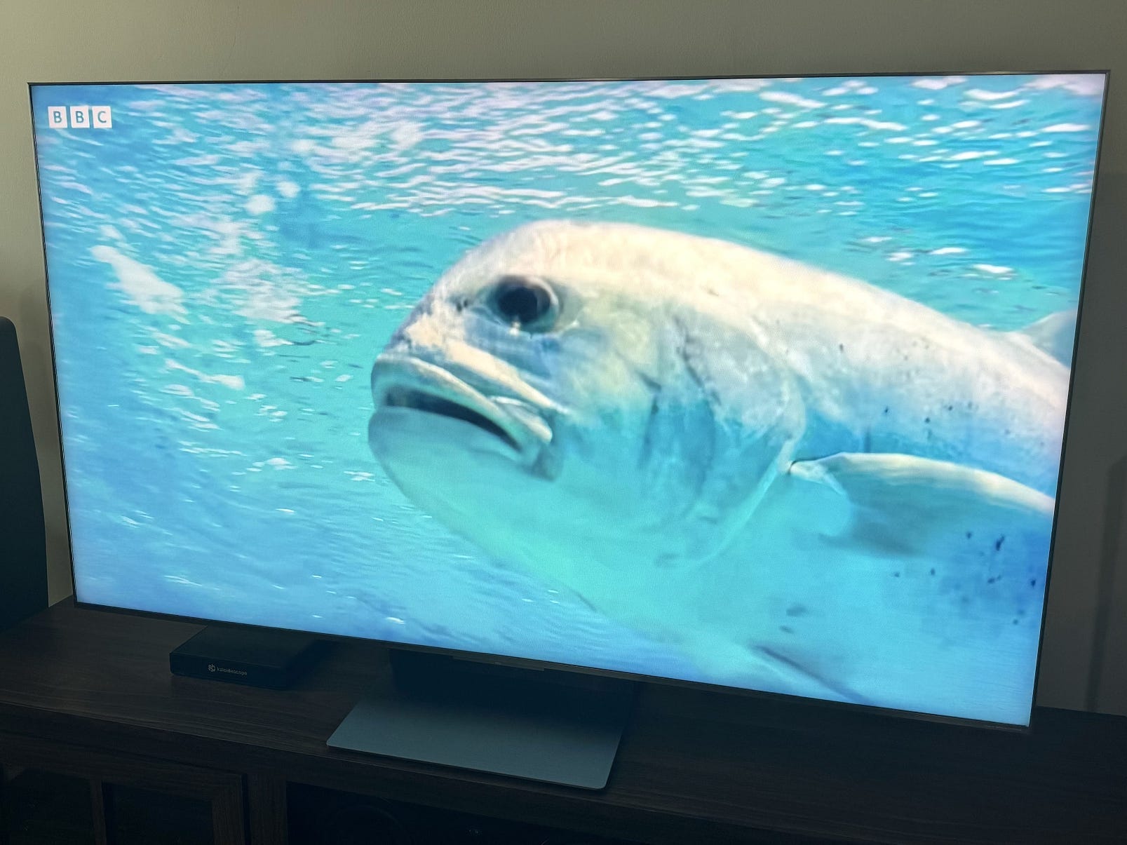 A TCL QM8K TV displaying an image of a fish on its screen.