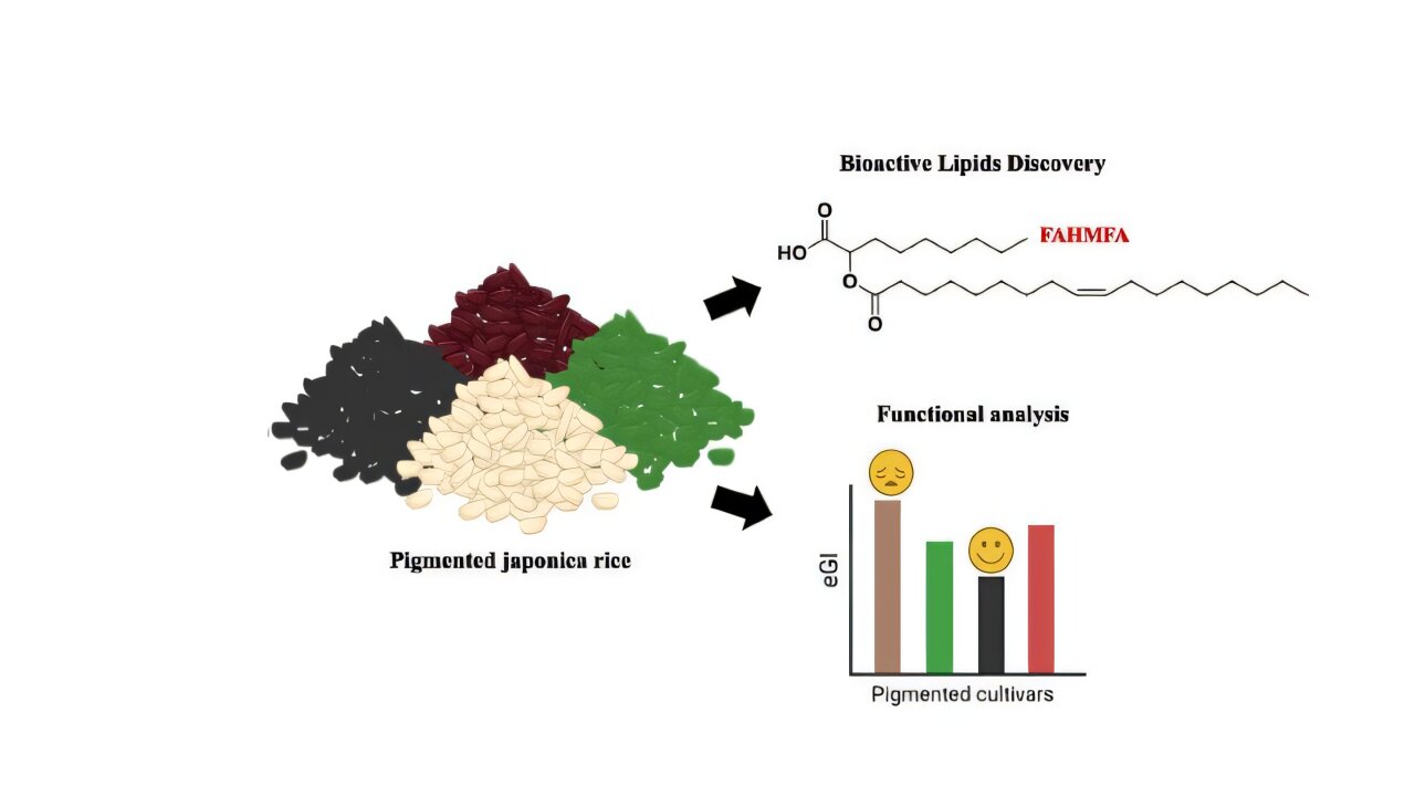 Colorful japonica rice shows unique lipids and slower digestion than ...
