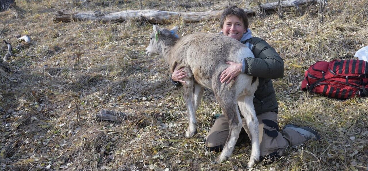 Mother-daughter bonds in red deer tied to survival and more surviving ...
