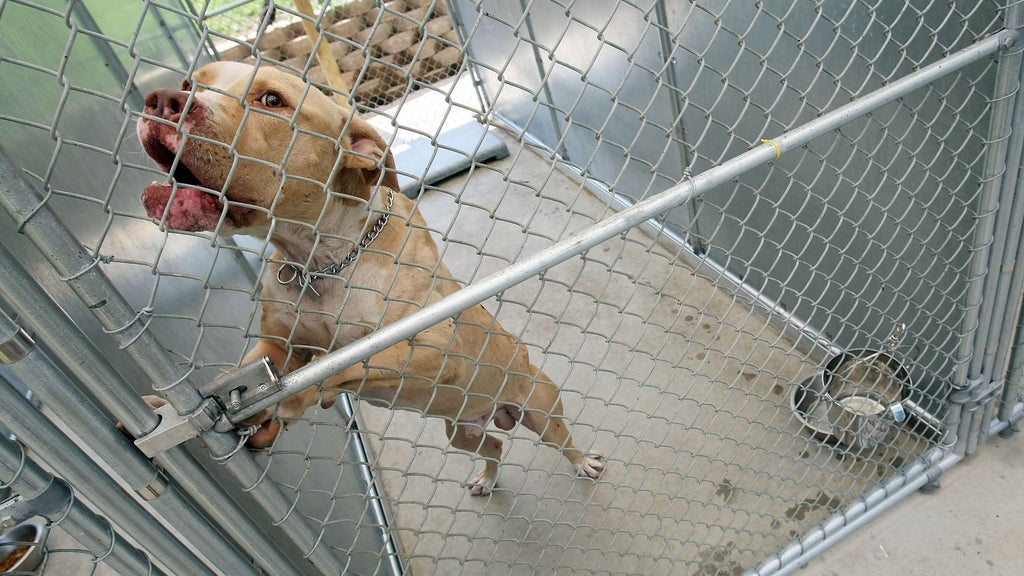 Philadelphia City Council passes 3-year ban on backyard dog breeding as ...