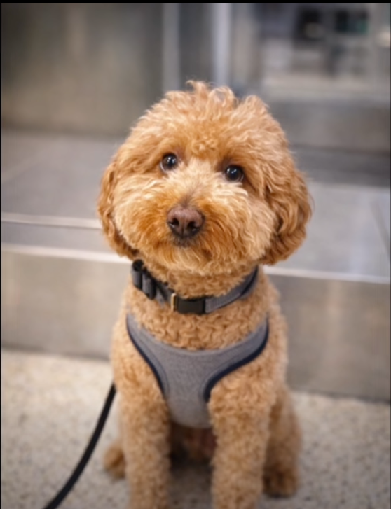 ‘Affectionate’ dog allegedly abandoned at airport by owner going to departure gate<br><br>