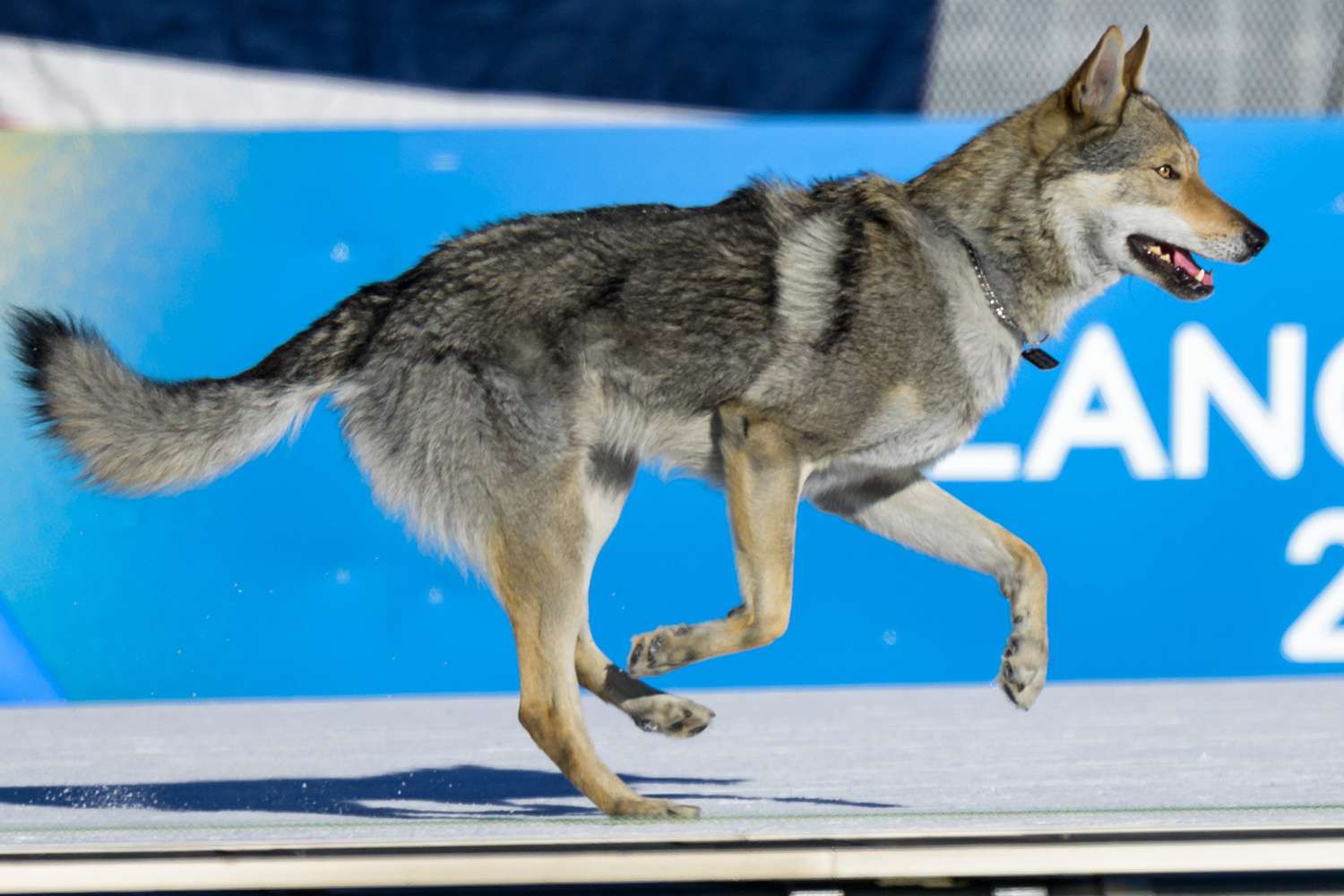 Meet Nazgul, the speedy dog who crashed a 2026 Winter Olympics cross ...