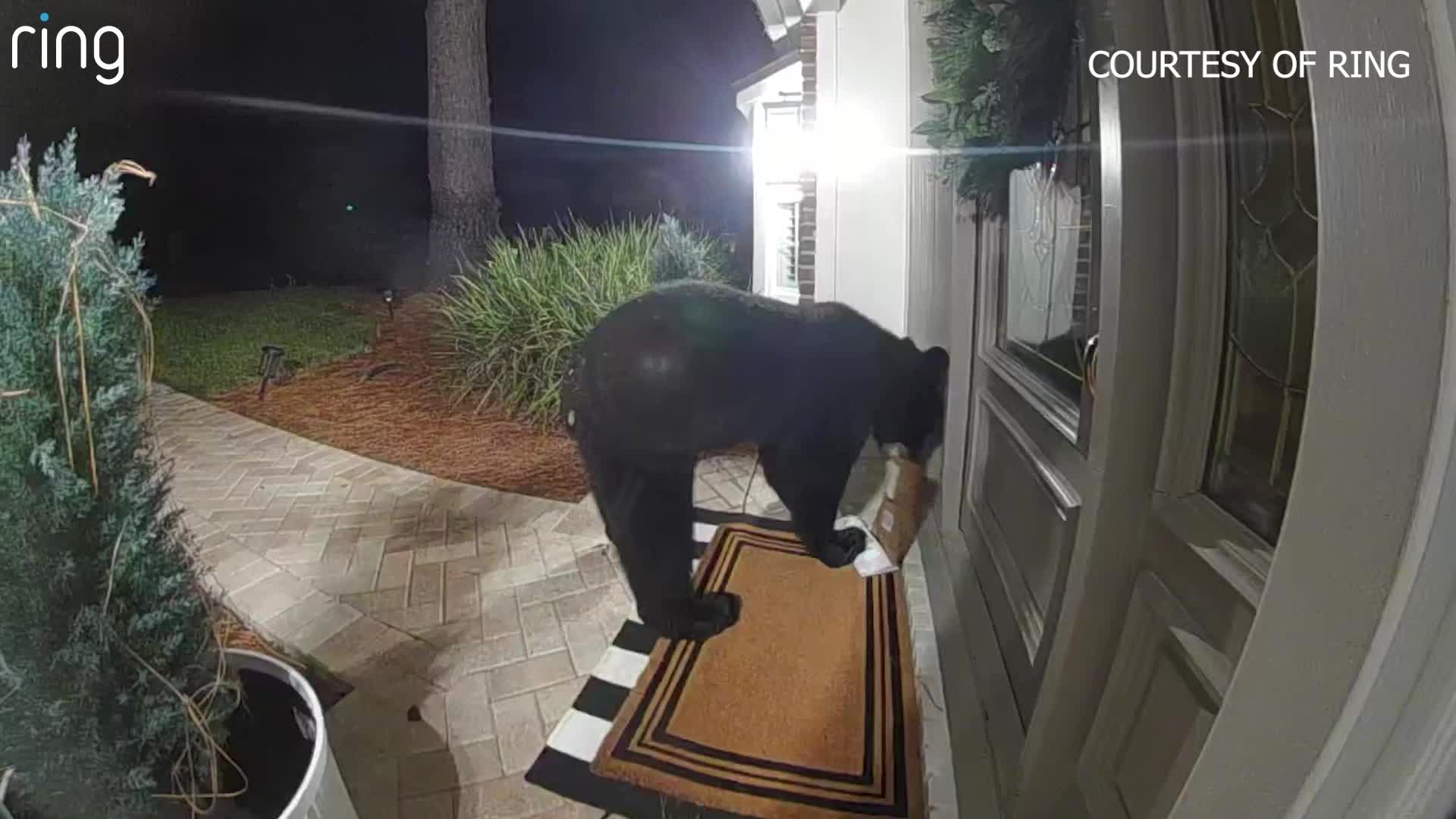 Ring camera captures bear stealing Amazon package