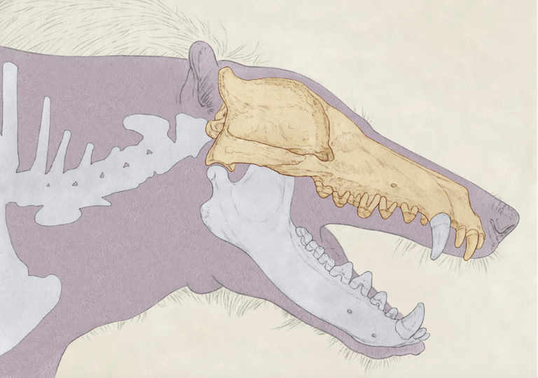 This giant carnivore ran on hooves. Scientists are investigating its ...