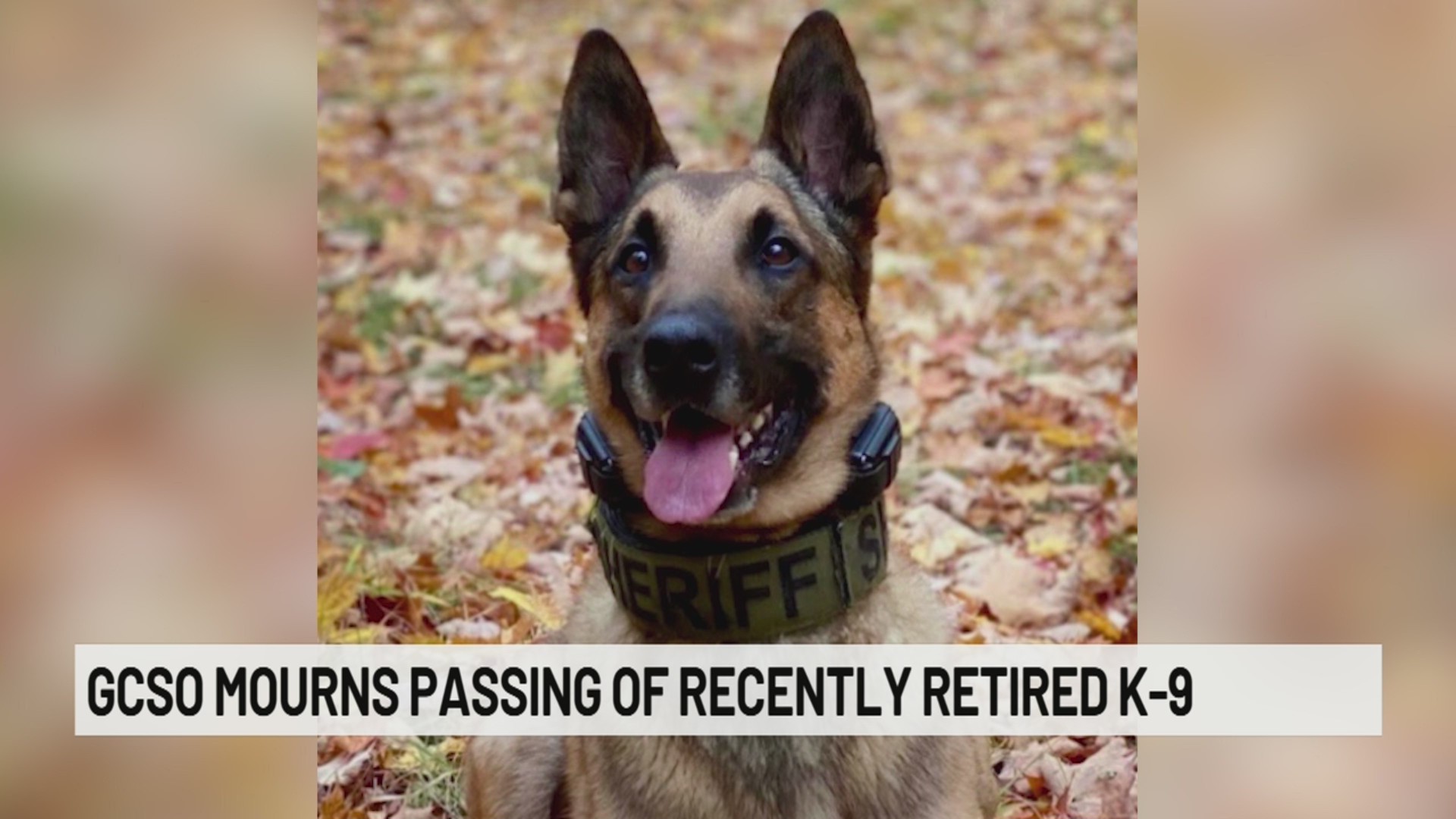 Greene County Sheriff's Office mourns passing of recently retired K-9
