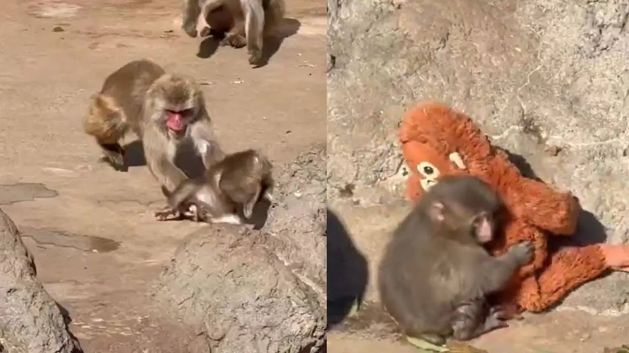 Viral ‘Lonely’ Monkey Punch Gets Bullied Again; He Isn’t Getting A ...