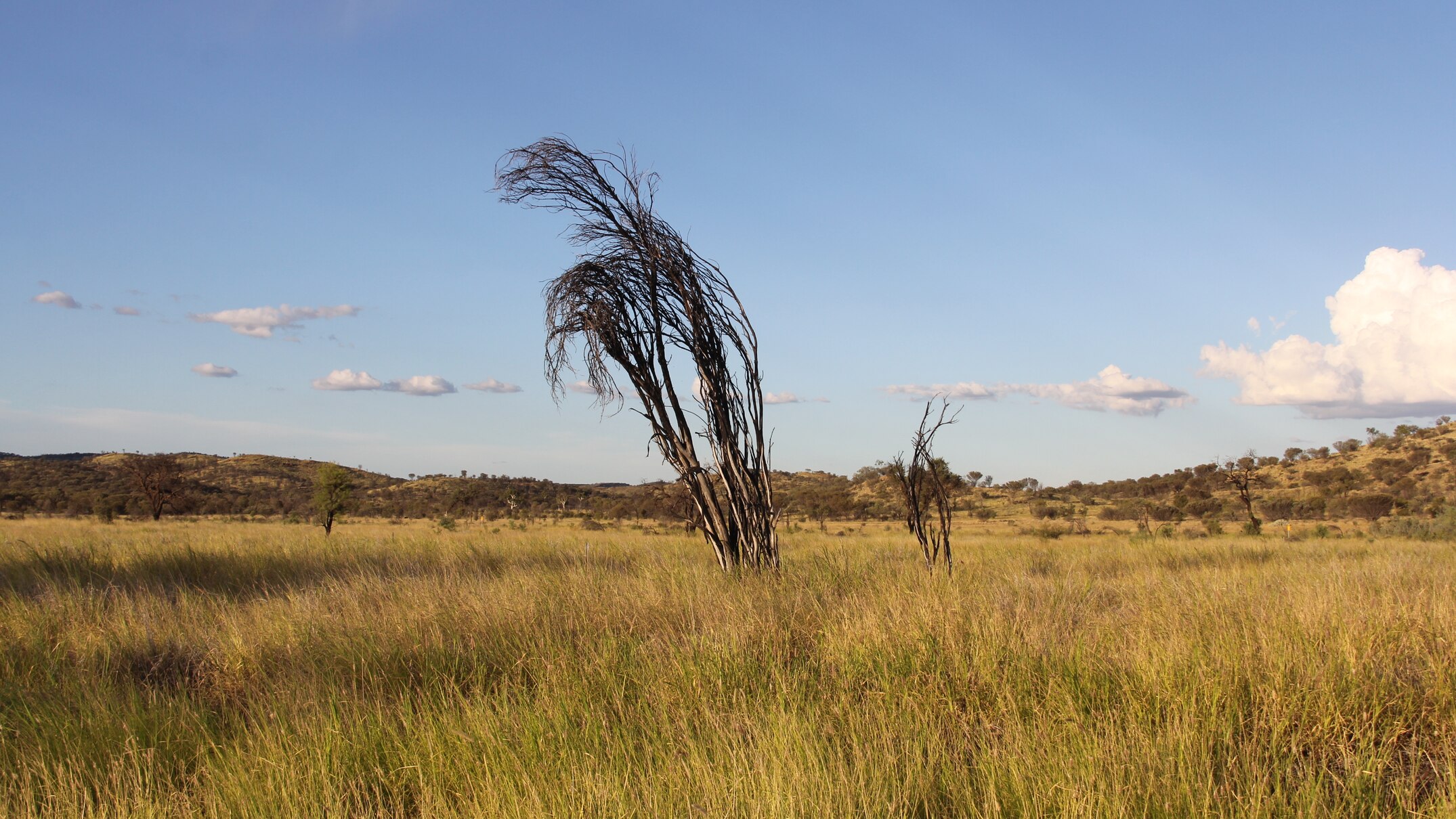 NT cattle sector backs draft buffel grass plan as environmental and ...