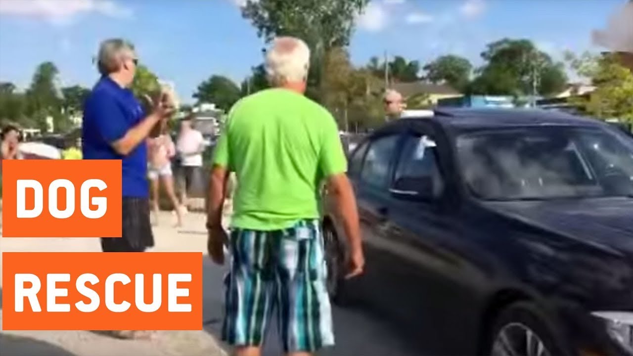 Man smashes car window to rescue dog trapped in scorching heat