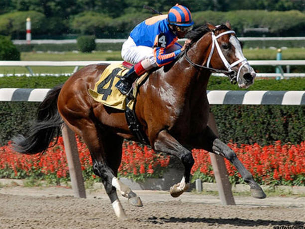 10 con ngựa đắt nhất thế giới