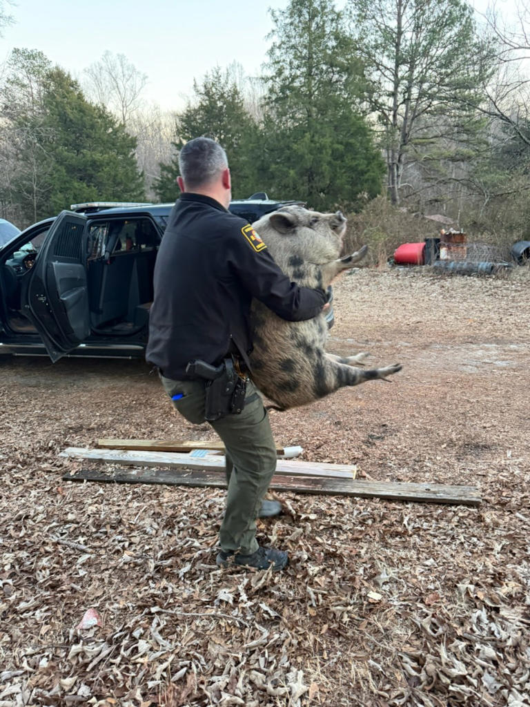 Giant runaway pig with 'maximum confidence' storms North Carolina home ...