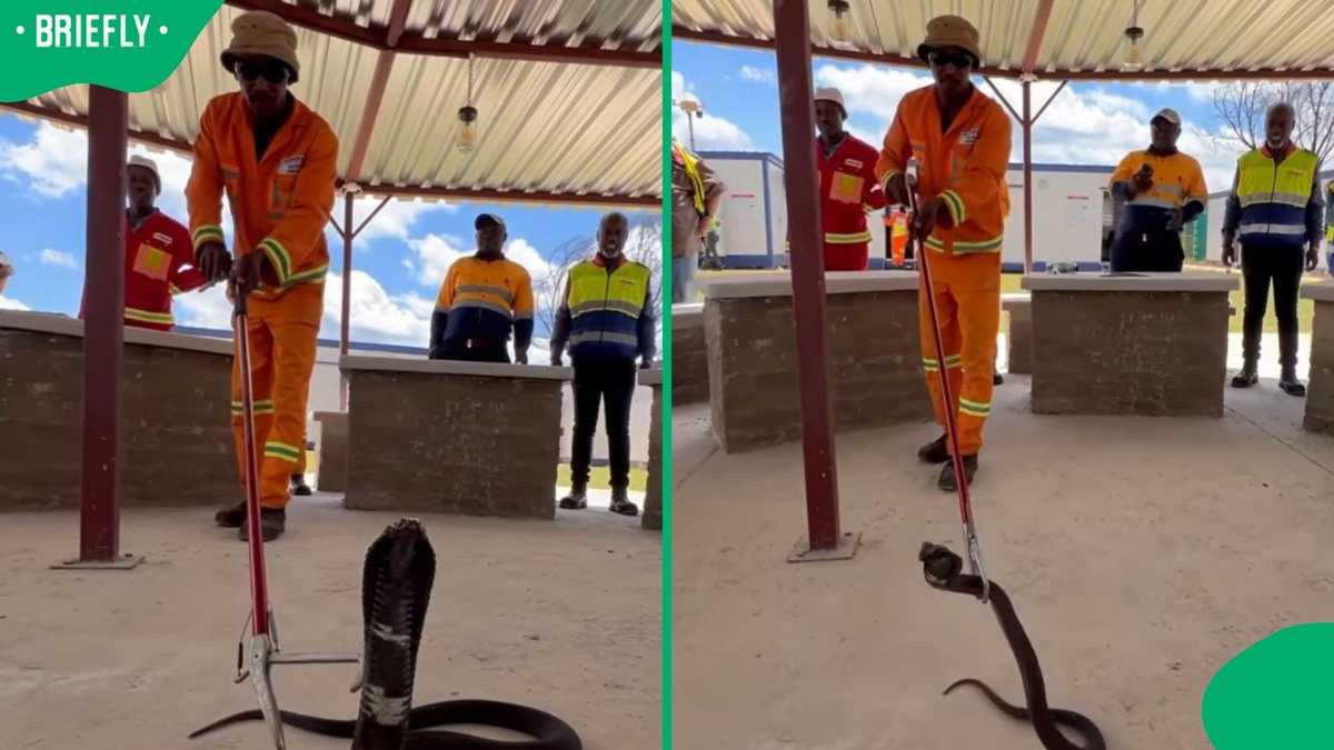 pretoria-snake-catcher-course-shocks-mzansi-with-live-rinkhals-capture