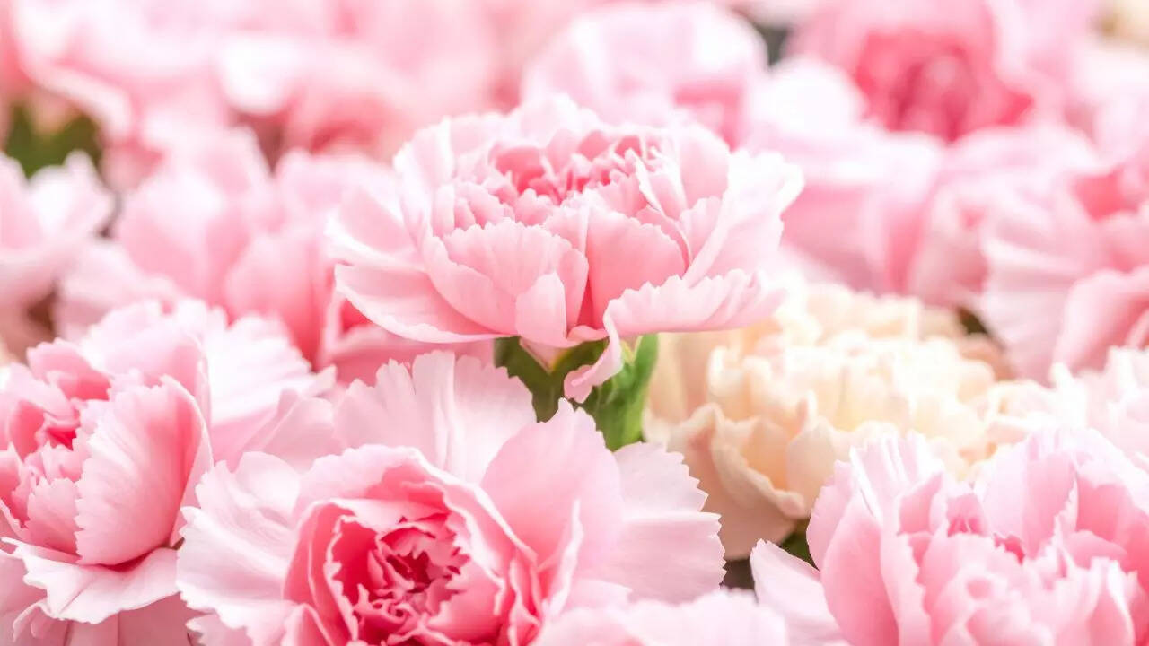 7 elegant blooms known for their long-lasting freshness