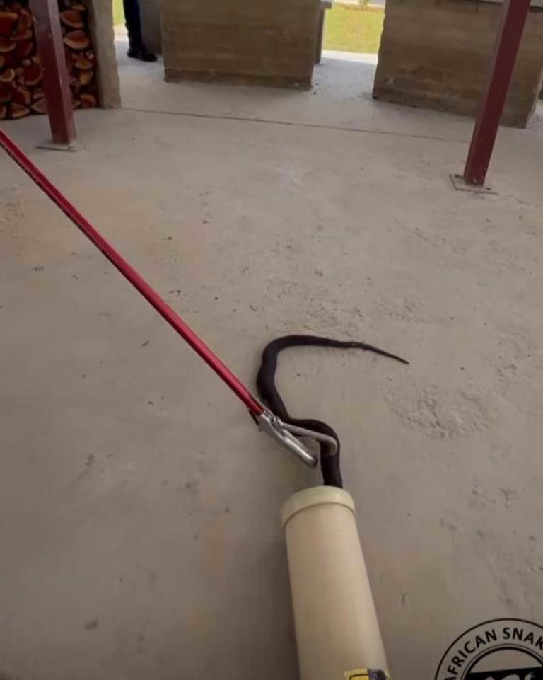 Pretoria snake catcher course shocks Mzansi with live rinkhals capture