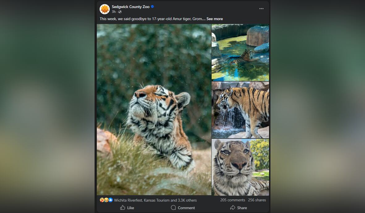 Sedgwick County Zoo says goodbye to 17-year-old Amur tiger Grom