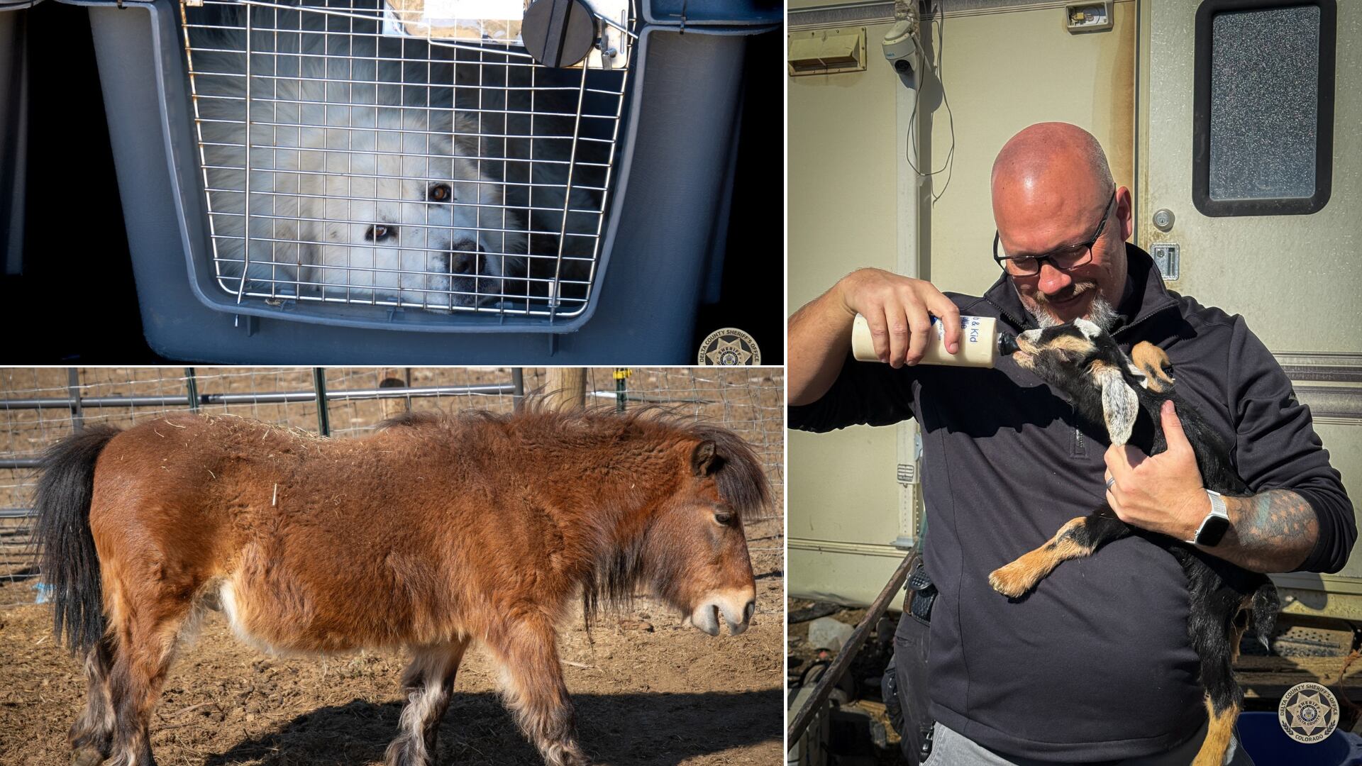 More than 150 animals recovered during animal cruelty investigation in ...
