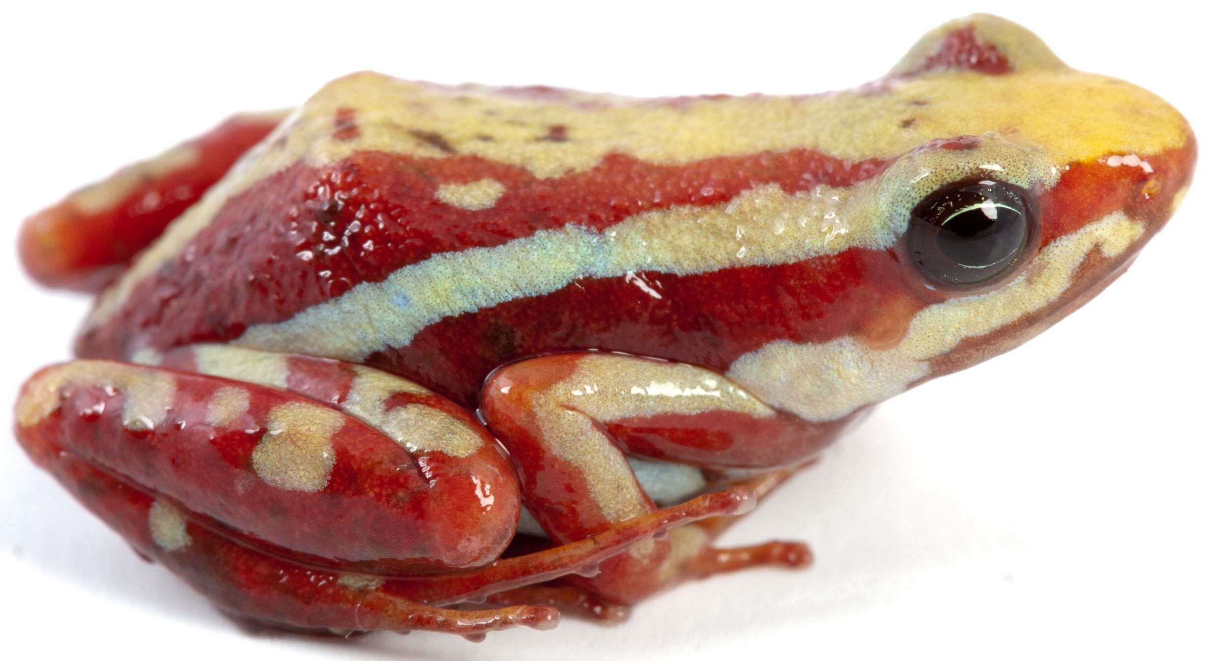 La rana ecuatoriana en la mira del mundo: cómo una toxina letal ...