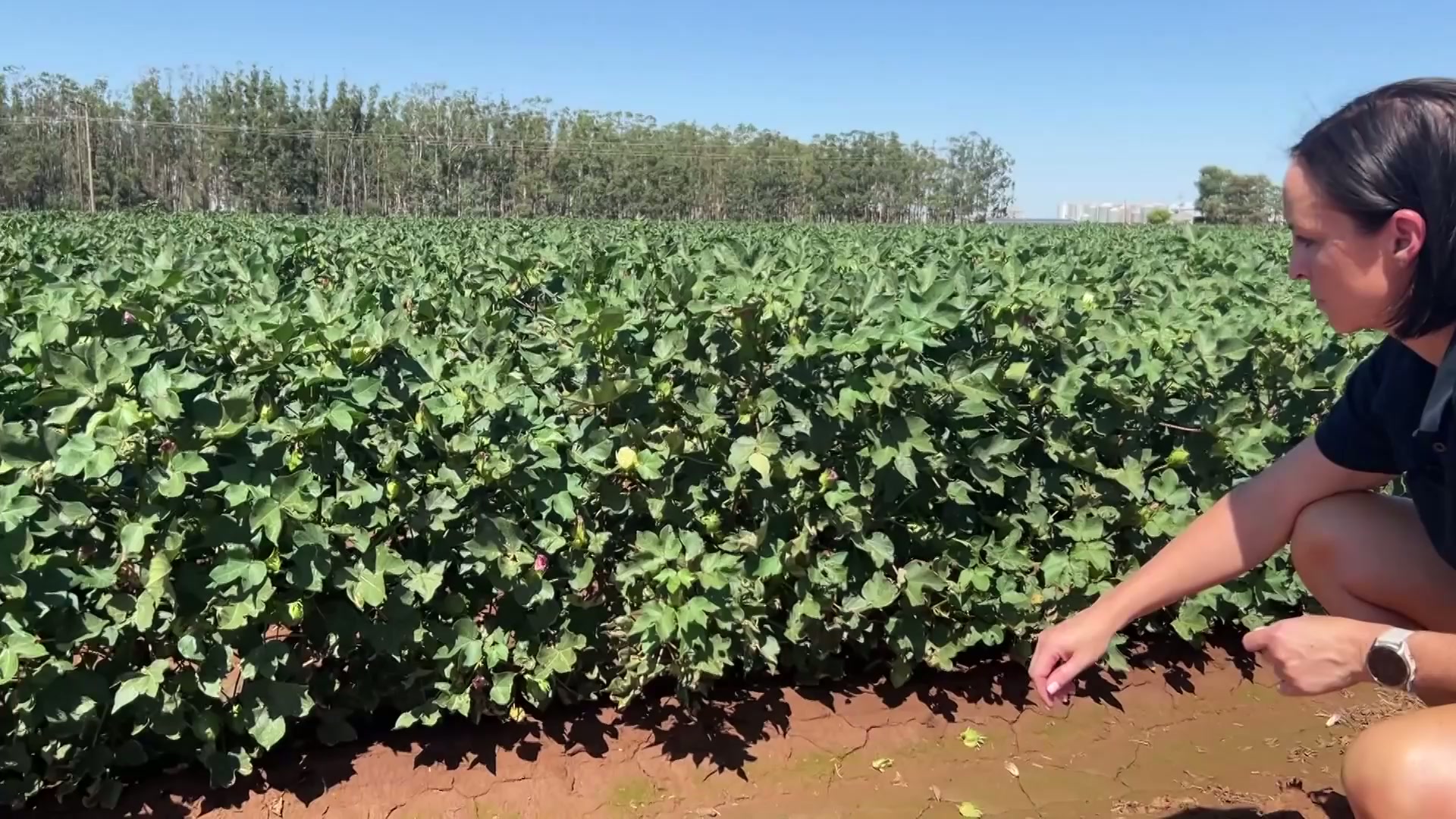 Feed and water supplies dry up as drought tightens in New South Wales
